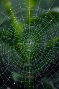 Magnified Wonders of a Dewy Spiderweb – free AI stock image
