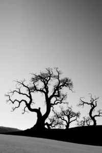 Minimalist Monochrome Landscape Silhouettes – free AI stock image