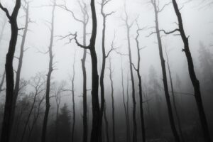 Misty Monochrome Forest Landscape – free AI stock image