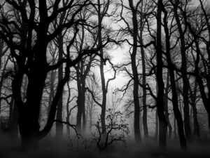 Monochrome Forest at Dusk – free AI stock image