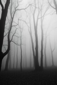 Monochrome Forest in Misty Atmosphere – free AI stock image