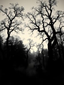 A Monochrome Forest Landscape at Dusk – free AI stock image
