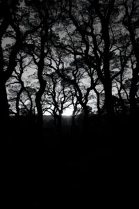 Monochrome Forest Silhouette at Dusk – free AI stock image