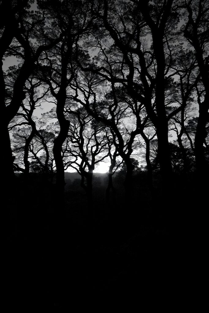 Monochrome Forest Silhouette at Dusk – free AI stock image