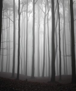 Monochrome Forest with Misty Depths – free AI stock image