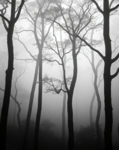 Monochrome Forest with Misty Trees – free AI stock image