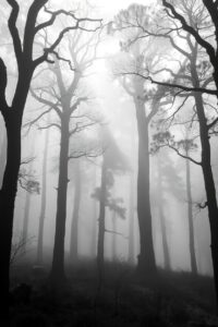 A Monochrome Journey Through Misty Forest – free AI stock image