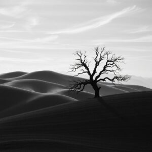 Monochrome Landscape with Shadows and Light – free AI stock image