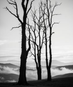 Monochrome Landscape with Silhouetted Trees – free AI stock image