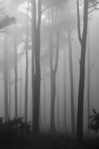 Monochrome Serenity in a Foggy Forest – free AI stock image