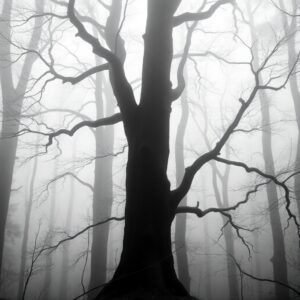 Monochrome Serenity in a Foggy Forest – free AI stock image