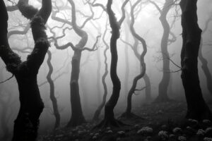 Monochrome Serenity in a Foggy Forest – free AI stock image