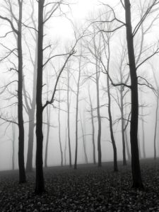 Monochrome Serenity in a Misty Forest – free AI stock image