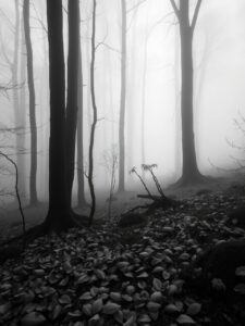 Monochrome Serenity in a Misty Forest – free AI stock image