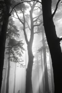 Monochrome Serenity in a Misty Forest – free AI stock image