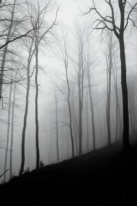 Monochrome Serenity of a Lonely Forest – free AI stock image