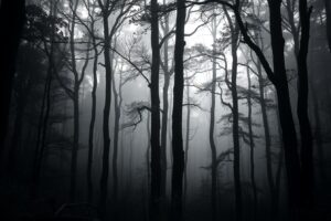 Monochrome Serenity of a Silent Forest – free AI stock image