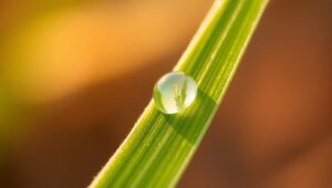 Morning Dew on Leaf Macro Photography – free AI stock image