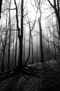 Mystical Monochrome Forest at Dawn – free AI stock image