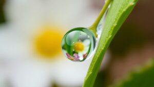 Raindrop Reflection on Leaf – free AI stock image