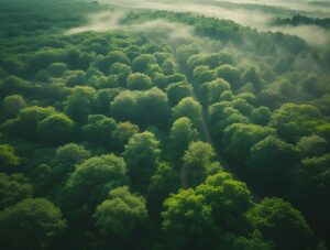 Serene Aerial View of Lush Forest Canopy – free AI stock image