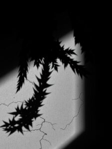 Shadows and Silhouettes in Monochrome – free AI stock image