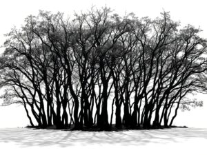 Shadows of Monochrome Trees – free AI stock image