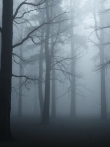 Shadows of Monochrome Trees in Mist – free AI stock image