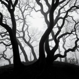 Shadows of Nature in Monochrome Stillness – free AI stock image