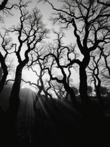 Shadowy Forest in Monochrome Elegance – free AI stock image
