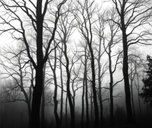 Silent Forest in Monochrome Lighting – free AI stock image
