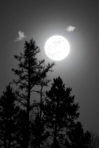 Silhouetted Trees Against Moonlit Sky – free AI stock image