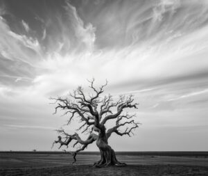 Stark Monochrome Landscape of a Lone Tree – free AI stock image