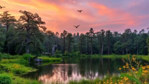 Sunset Over a Tranquil Forest Lake with Reflections image – free AI stock image