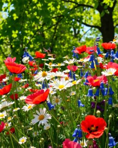 Vibrant Bouquet of Wildflowers in Bloom – free AI stock image