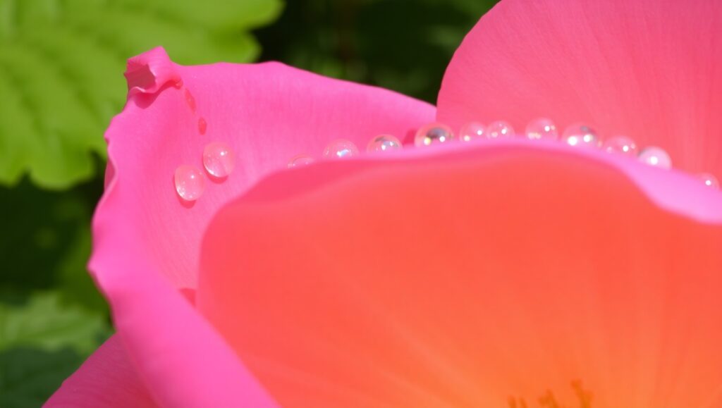 Vibrant Floral Close-Up Shot – free AI stock image