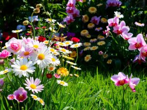 Vibrant Garden Blooming with Colorful Flowers – free AI stock image