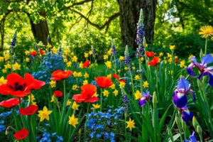 Vibrant Garden Filled with Colorful Flowers – free AI stock image