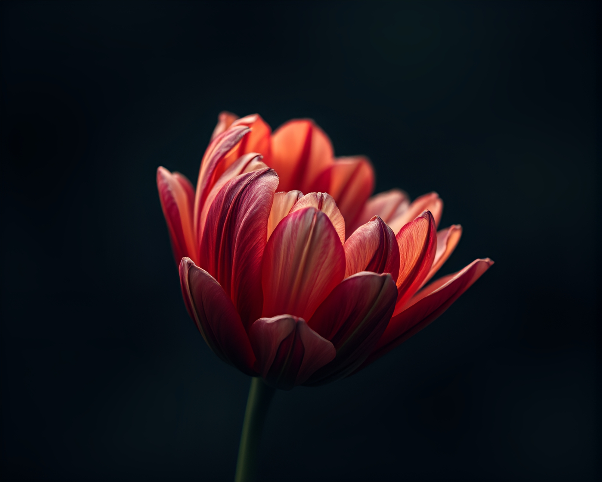 Sombre Time-lapse Illustration of Wilted Flower – free AI stock image
