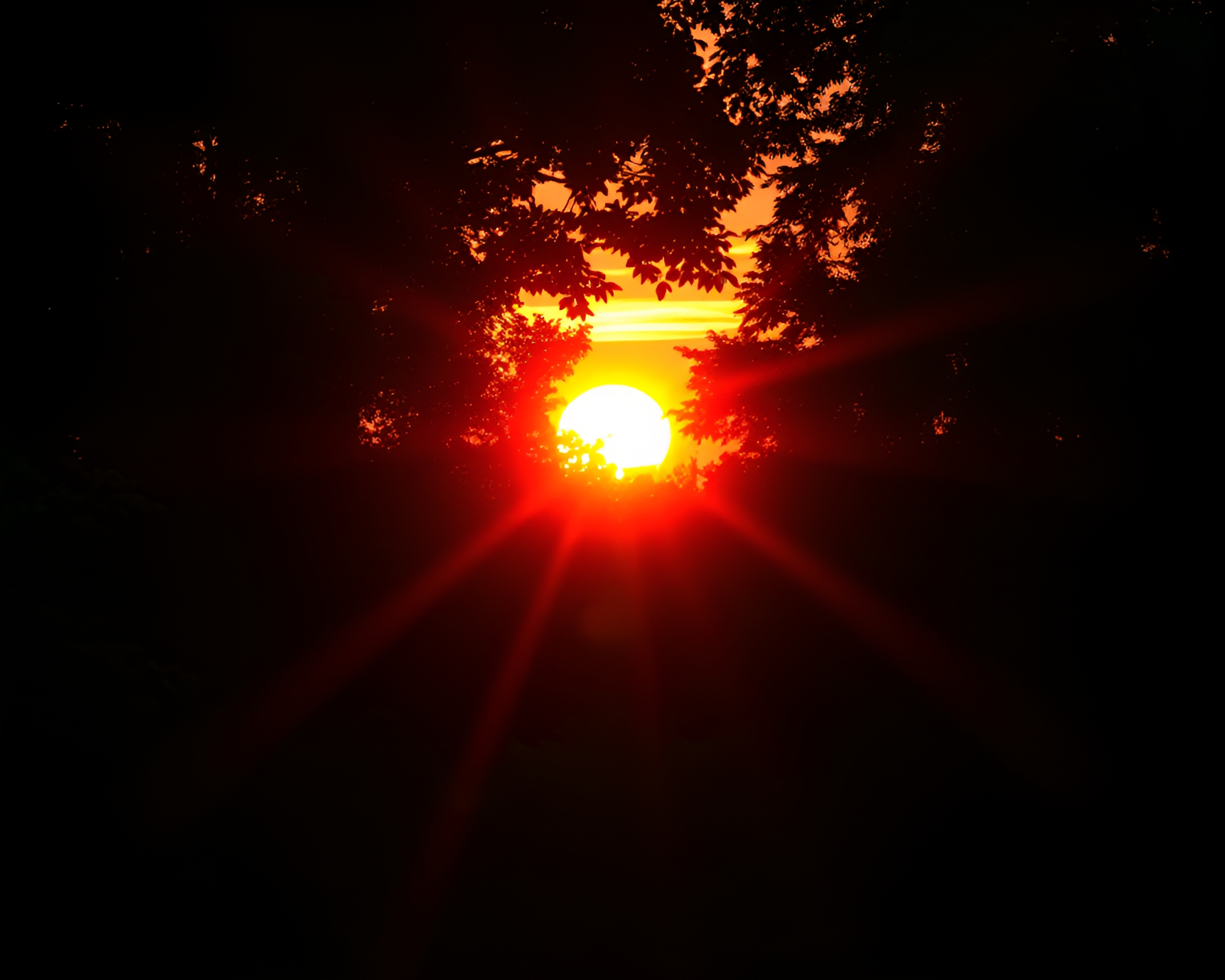 Fiery Sun Peeking Through Dense Forest Canopy – free AI stock image