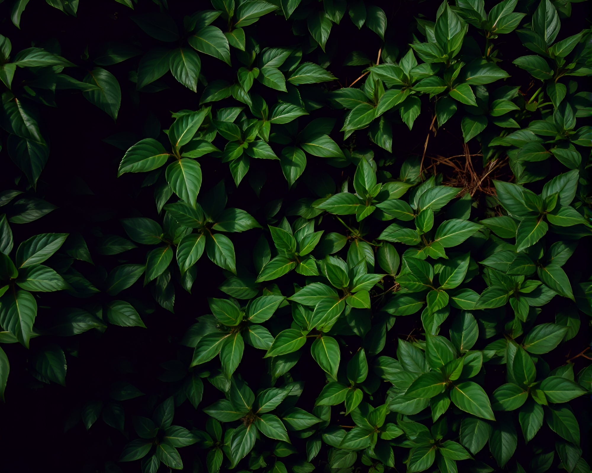 Lush Botanical Overgrowth Infused with Ominous Tension – free AI stock image