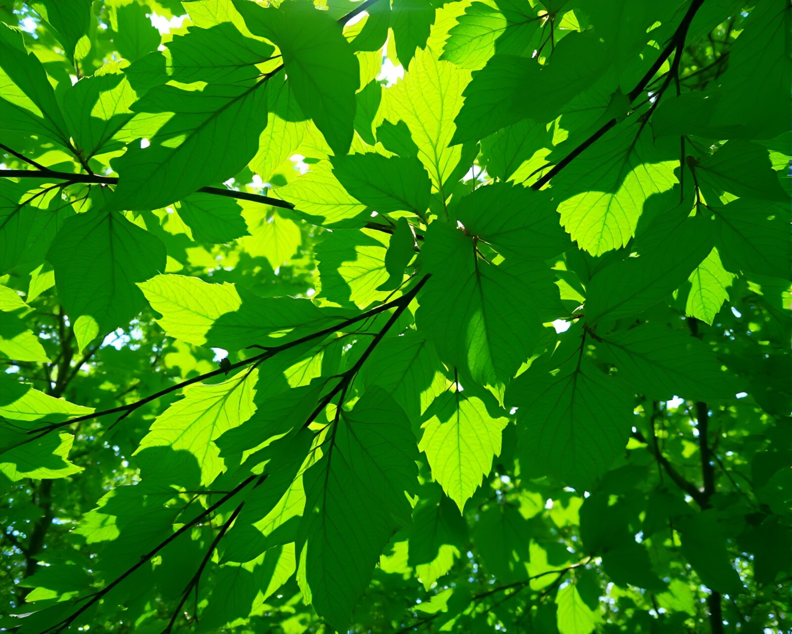 Lush green canopy with intricate leaf patterns under sunlight