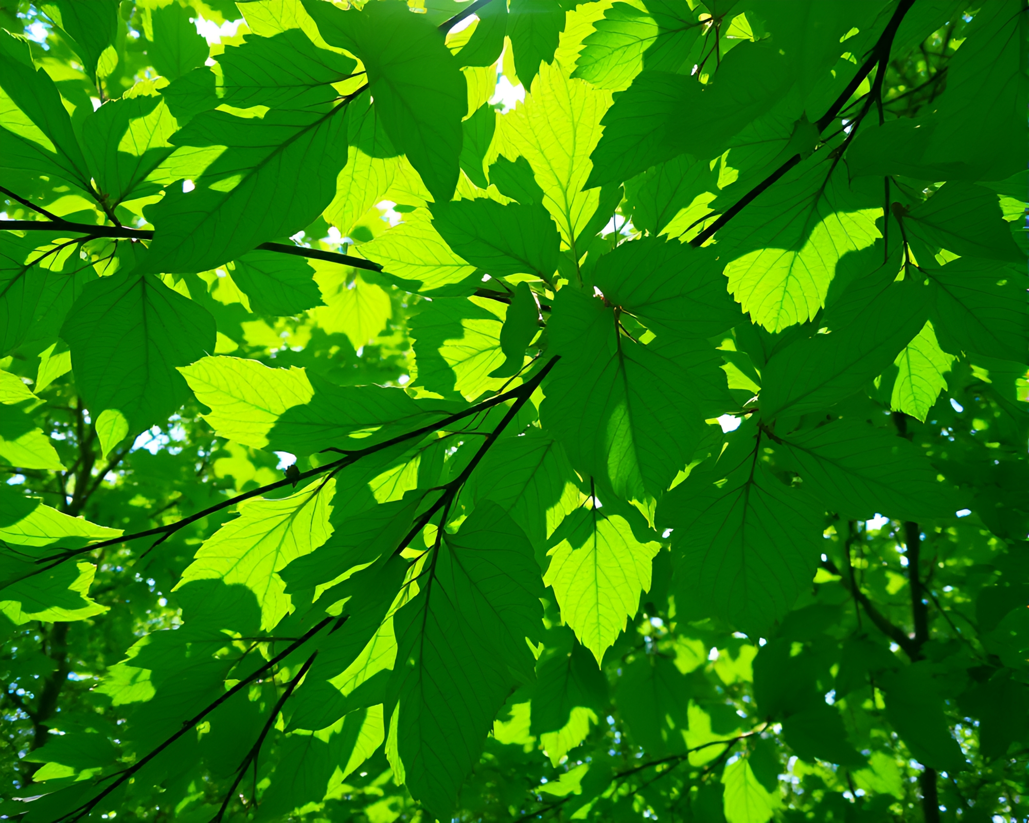 Enchanting Emerald Canopy in Detailed Macro Photography – free AI stock image