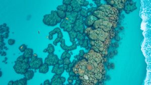 Aerial Perspective of a Coral Wonderland – free AI stock image