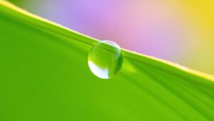 Dewdrop Reflection on Leaf vGg – free AI stock image