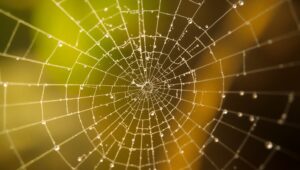 Dewy Spider Web in Morning Light – free AI stock image