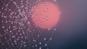 Dewy Spider Web in Morning Light OKY – free AI stock image