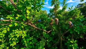 Enchanted Rainforest Canopy Exploration – free AI stock image