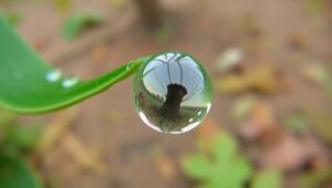 Ethereal Dewdrop Reflection – free AI stock image
