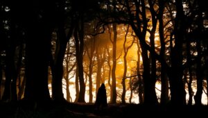 Forest Mystery in Chiaroscuro Light – free AI stock image